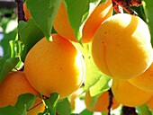 Apricots on a tree