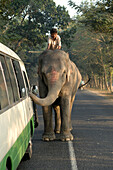 Bangladesh, Dinajpur, elephant on road