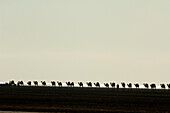 Ethiopia, camel caravan in lake Karum