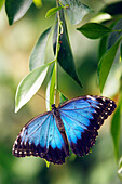 Morpho peleides, blue morpho butterfly