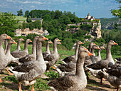 France, Midi-Pyrénées, Lot, Lacave, geese