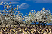 France, Provence, Vaucluse, cherry trees in bloom