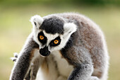 Ring-tailed Lemur (lemur catta)