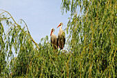 PAIR OF WHITE STORKS (CICONIA CICONIA) PERCHING ON TREE TOP, ALSACE, HAUT RHIN, FRANCE