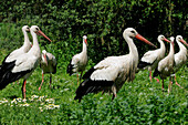 WHITE STORKS (CICONIA CICONIA) GROUP IN FIELD ALSACE, HAUT RHIN, FRANCE