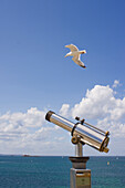 France, Brittany, Saint Malo, tourist telescope and seagull
