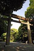 JAPON, TOKYO, Torii sacred gates leading to Meiji Jingu shrine