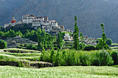 Getreidefelder mit Kloster Likir, Likir, Industal, Ladakh, Jammu und Kashmir, Indien