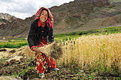 Woman harvesting corn, Pigmo, Padum, Zanskar Range Traverse, Zanskar Range, Zanskar, Ladakh, India