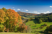 Glottertal, nahe Freiburg im Breisgau, Schwarzwald, Baden-Württemberg, Deutschland