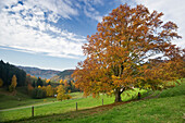 Münstertal, nahe Freiburg im Breisgau, Schwarzwald, Baden-Württemberg, Deutschland