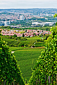 View towards Stuttgart through the vineyards, Stuttgart, Baden-Wurttemberg, Germany