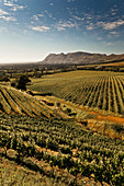 View onto the vineyards of the winery Klein Constantia, Constantia, Cape Town, Western Cape, South Africa, RSA, Africa