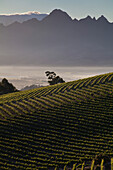 Blick über Weinberge des Weingutes Jordan bei Sonnenaufgang, Stellenbosch, Westkap, Südafrika, Afrika