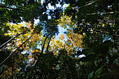 Blick von unten auf Bäume im Regenwald, Atherton Tablelands, Queensland, Australien
