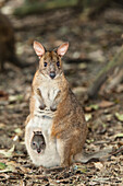 Parma Wallaby mit Baby, Macropus parma, New South Wales, Australien