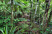 Rainforest, Daintree National Park, North Queensland, Australia