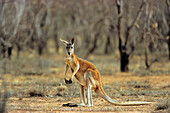 Red Kangaroo, male, Macropus rufus, Sturt National Park, New South Wales, Australia