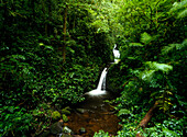 Waterfall in Monteverde Cloud Forest Reserve, Costa Rica