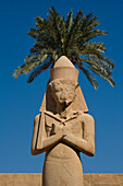 Colossus of Ramses II in front of date palm, precinct of Amun, Karnak Temple, Luxor, Egypt