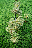 Palm tree in sugar plantation, aerial view, Luxor, Egypt
