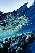 Coral reef and reflections in the water, close-up, Sharm el Sheikh, Red Sea, Egypt