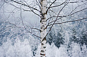 Forest in Brevent, Rhone Alpes, France, Rhone Alpes, France