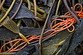 Kelp washed up on the beach, Surf bay, Falkland Islands