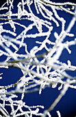 Frost on Tree against blue sky, close-up, Germany