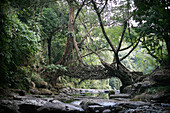 Ancient bridge across a river made from the living roots of the banyan tree, Warthumbalong, East Khasi Hills, Meghalaya, North East States, India.  The Khasi tribe's  living root bridge is an ancient bridge created down the side of a steep cliff face made