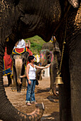 Western woman petting elephant at Amber Fort, Near Jaipur, Rajasthan, India