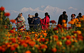 Indian tourists shopping in the market, Darjeeling, West Bengal, India