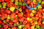 Chilli peppers at Rantepao market, Tana Toraja, Sulawesi, Indonesia