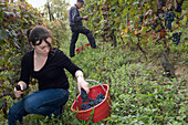 Grape-picking, Piedmont, Italy