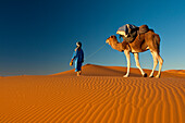 Berber 'Blue man' leading camel across sand dunes, Merzouga, Morocco.