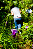 Wild purple orchid growing in jungle, Cameron Highlands, Pahang, Malaysia