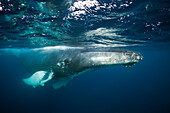 Humpback Whale, Megaptera novaeangliae, Caribbean Sea, Dominica, Leeward Antilles, Dominican Republic, Lesser Antilles, Carribean, Antilles, Central America