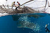 Walhai unter Fischer Plattform Bagan, Rhincodon typus, Cenderawasih Bucht, West Papua, Papua Neuguinea, Neuguinea, Ozeanien