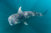 Whale Shark, Rhincodon typus, Cenderawasih Bay, West Papua, Papua New Guinea, New Guinea, Oceania