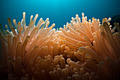 Tentakel eine Seeanemone, Heteractis magnifica, Cenderawasih Bucht, West Papua, Papua Neuguinea, Neuguinea, Ozeanien