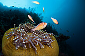 Pink Anemonefish in Magnificent Sea Anemone, Amphiprion perideraion, Heteractis magnifica, Cenderawasih Bay, West Papua, Papua New Guinea, New Guinea, Oceania