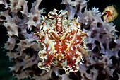 Cuttlefish in defending attitude, Sepia sp, Cenderawasih Bay, West Papua, Papua New Guinea, New Guinea, Oceania