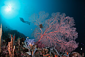 Taucher und Gorgonie, Melithaea sp, Cenderawasih Bucht, West Papua, Papua Neuguinea, Neuguinea, Ozeanien