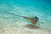 Bluespotted Stingray, Dasyatis kuhlii, Cenderawasih Bay, West Papua, Papua New Guinea, New Guinea, Oceania