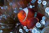 Stachel Anemonenfisch in weisser Blasen Anemone, Premnas aculeatus, Entacmaea quadricolor, Cenderawasih Bucht, West Papua, Papua Neuguinea, Neuguinea, Ozeanien