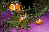 Orange Ringel Anemonenfische in Prachtanemone, Amphiprion ocellaris, Heteractis magnifica, Cenderawasih Bucht, West Papua, Papua Neuguinea, Neuguinea, Ozeanien