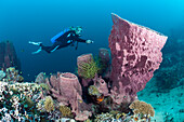 Scuba Diver and Barrel Sponge, Xestospongia testudinaria, Cenderawasih Bay, West Papua, Papua New Guinea, New Guinea, Oceania