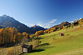 Meadows of Telfes with farm sheds and larches in autumn colours with Stubai range in background, Telfes, valley of Stubai, Stubai range, Tyrol, Austria, Europe