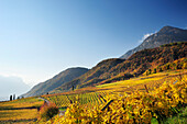 Herbstlich verfärbte Weinberge über Kalterer See, Kalterer See, Südtirol, Italien, Europa