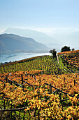 Vineyard in autumn colours above lake Kalterer See, lake Kalterer See, South Tyrol, Italy, Europe